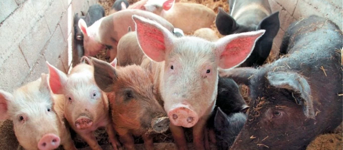 Αυξάνονται τα κρούσματα αφρικανικής πανώλης στην Ευρώπη - Νέες προσλήψεις κτηνιάτρων